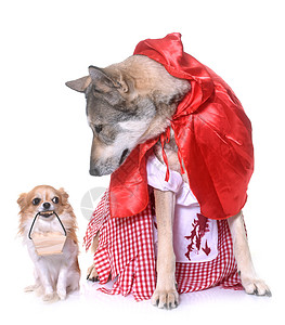 身着萨尔卢狗和吉华人服装动物小红帽红色朋友们狼狗奇装异服外套工作室女性宠物图片