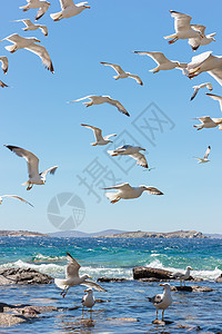 成群的飞航海鸥植物群蓝色天空阳光白色晴天图片