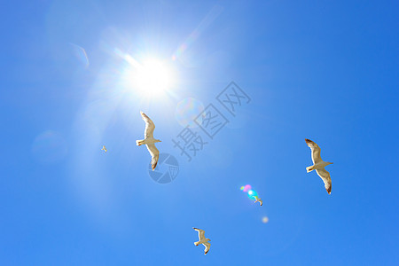 成群的飞航海鸥自由天空晴天白色阳光植物群蓝色图片
