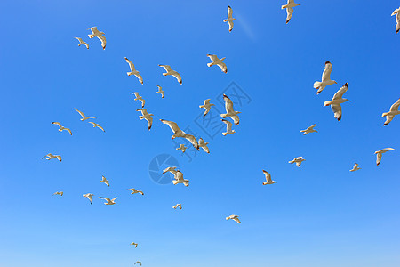 成群的飞航海鸥自由白色蓝色天空植物群阳光晴天图片
