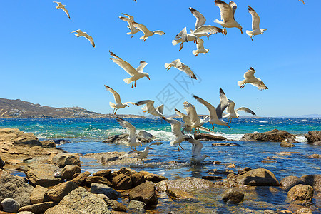 成群的飞航海鸥植物群晴天白色天空自由阳光蓝色图片