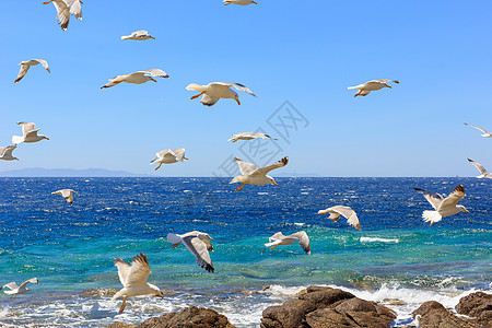 成群的飞航海鸥自由阳光蓝色天空白色晴天植物群图片