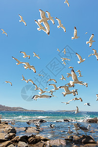 成群的飞航海鸥白色蓝色植物群晴天阳光天空图片