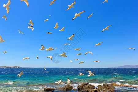 成群的飞航海鸥阳光晴天植物群白色天空自由蓝色图片