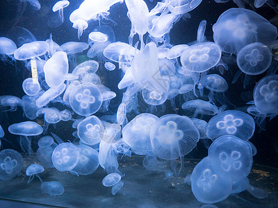 Crysaora水母鱼海洋海蜇荨麻食肉水族馆褐藻动物园动物学动物图片