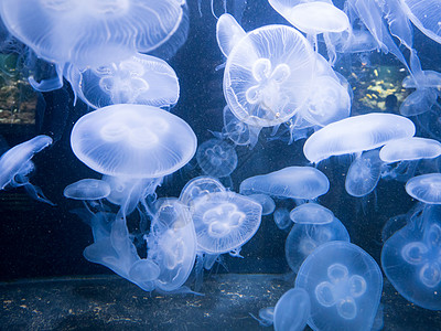 Crysaora水母鱼海洋食肉荨麻动物学褐藻水族馆动物动物园海蜇图片