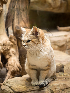 野猫在动物园图片