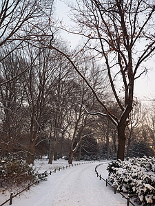 柏林有雪的公园图片