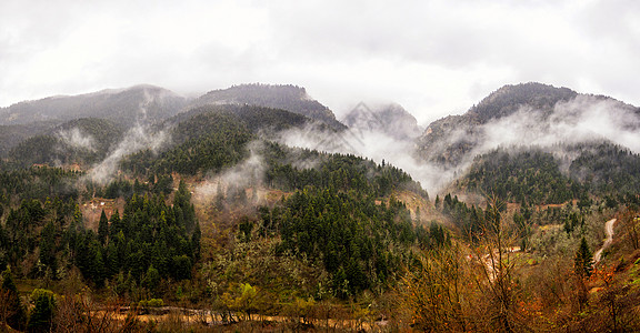 山岳上有茂雾中的树木下雨天森林薄雾背景图片