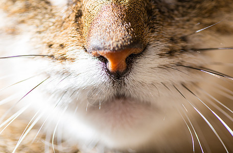 猫类捕食者草原情感猎人哺乳动物宠物眼睛背景图片