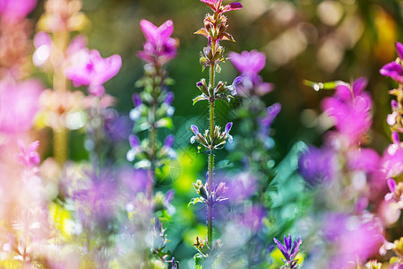 鲜花叶子花卉花园场地花瓣绿色草甸花夏花花朵阳花图片