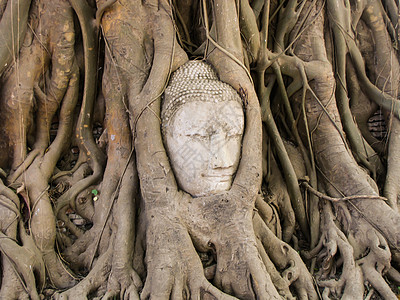 佛头植树根旅游雕塑冥想纪念碑旅行历史性杂草崇拜佛陀佛教徒图片
