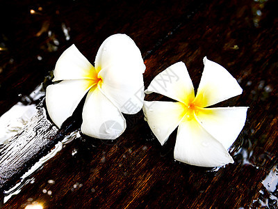 白梅花花木头花朵热带风格情调茉莉花装饰香气温泉植物图片