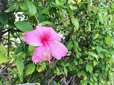 粉红象像形花阳光叶子花瓣假期旅游晴天旅行热带植物群花园图片