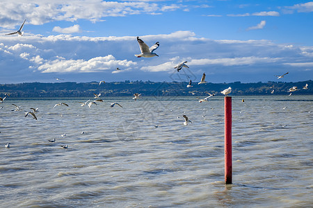 新西兰罗托鲁阿湖Rotorua湖红桩海鸥动物赌注码头地标风景野生动物蓝色木头旅行蓝天图片