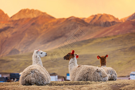 拉拉马语Name异国比丘旅游哺乳动物羊驼旅行农场情调动物农业图片