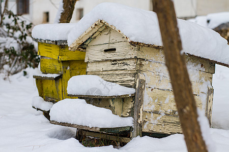 一对雪覆盖蜜蜂巢 冬天是阿皮亚里岛 冬季是蜂窝覆盖着雪蜂蜜农业动物盒子农场房子养蜂人昆虫蜂房天气图片