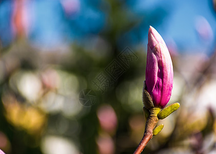 马金塔马格诺利亚花朵在春天开花季节生活植物紫色植物学花瓣叶子阳光晴天植物群图片