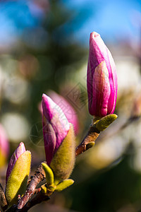 马金塔马格诺利亚花朵在春天开花季节植物群晴天紫色公园叶子花瓣阳光植物学花园图片
