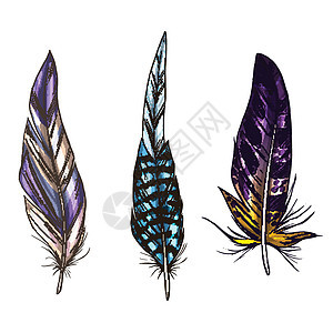 五颜六色的详细鸟羽毛孤立在白色背景上 矢量图柔软度热带收藏紫色尾巴鹦鹉蓝色翅膀金刚鹦鹉空气图片