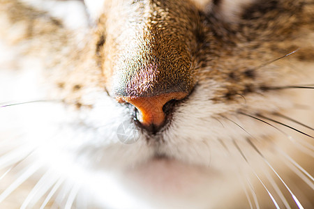 猫特写鼻子宠物眼睛白色毛皮棕色三色黑色晶须小猫图片