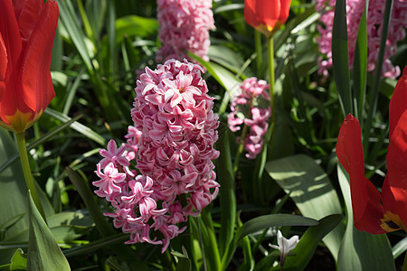 在荷兰 欧洲的Lisse的一个花园里 粉红海滨花朵图片