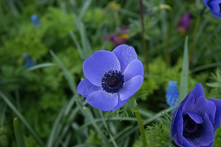 蓝郁金花在荷兰欧洲Lisse的花园中花坛公园郁金香水仙花植物群花瓣紫色晴天季节植物图片