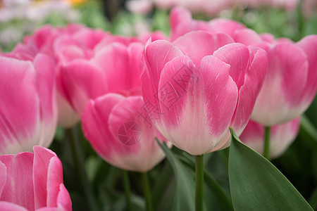 在荷兰 荷兰和欧洲的利塞的一个花园里 粉红郁金花朵场地花瓣花坛公园阳光兰花晴天郁金香植物季节图片