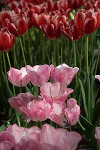 荷兰莱西(Lisse)花园的粉红郁金香花和红色郁金香花图片