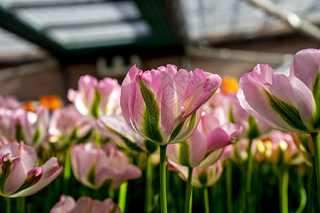 在荷兰利塞的花园里 花朵是粉色和绿色的郁金香图片