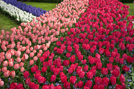 在欧洲荷兰利塞一个花园的彩色郁金香图片