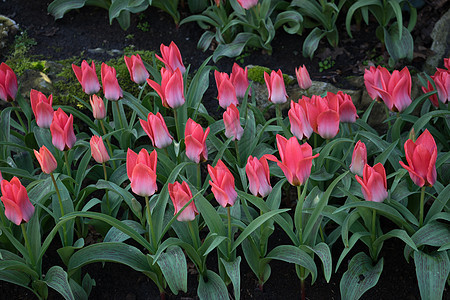 粉色和玫瑰彩色郁金香 在荷兰里塞的一个花园水仙花植物群花束植物库存园艺场地灯泡花瓣晴天图片
