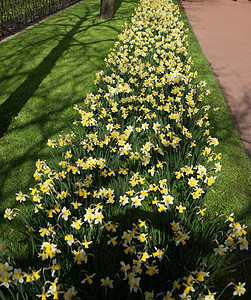 荷兰利塞(Lissse)花园黄色花朵图片