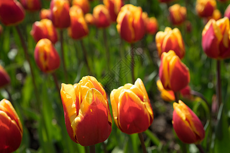 在荷兰 欧洲和荷兰的里塞的一个花园中的红色和黄色郁金香灯泡场地库存植物群植物园艺花瓣花束晴天季节图片