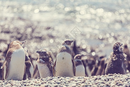 企鹅海鸟海洋荒野野生动物动物群娱乐群居殖民地旅行动物图片