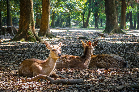 日本公园森林神社寺庙野生动物旅行地标公园哺乳动物梅花鹿荒野苔藓图片
