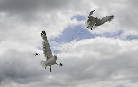 两海鸥在天空中飞翔环境夫妻鸟飞动物群航班海鸟鸟儿野生动物翅膀鸥科图片