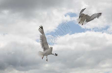 两海鸥在天空中飞翔野生动物白色鸟飞夫妻海鸟鸟儿鸥科航班环境翅膀图片
