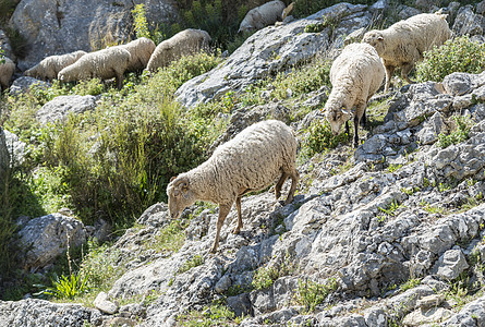 在安拉鲁西亚山中的羊群动物农业生态岩石团体场地羊肉草地农场农田图片