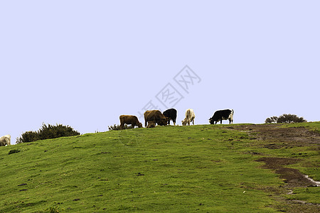红白和黑白奶牛食物绿色蓝色丘陵牛奶场地农场动物天空哺乳动物图片