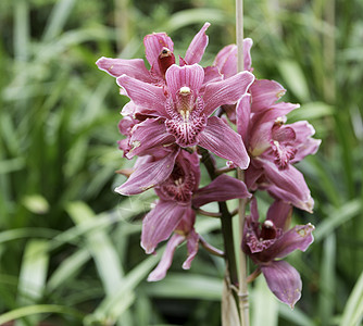 Orchidea 兰花在马吉拉岛植物花瓣热带植物群粉色花园蓝色叶子紫色植物学图片