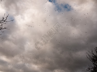 苍蝇在灰色的雪雁群中 飞过秋天大雁天气野生动物鹅群水禽飞鸟观鸟天空野性航班图片