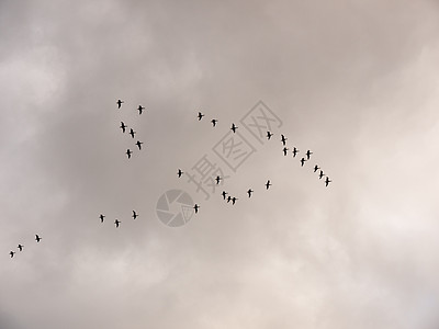 苍蝇在灰色的雪雁群中 飞过秋天蓝色观鸟环境野生动物鹅群群鸟野性猎人阴天荒野图片