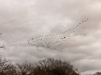 鸟群云多云的暴风雨笼罩着天气迁徙动物照片移民航班环境野生动物自由迁移团体运动图片