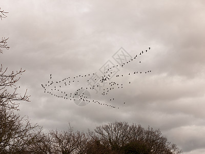 鸟群云多云的暴风雨笼罩着天气迁徙航班运动照片团体野生动物动物迁移荒野环境天空图片