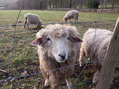 整个英国的农场羊养羊 在寒冷的秋天放牧农村场地母羊日落动物农场牧场毛皮羊肉生活图片