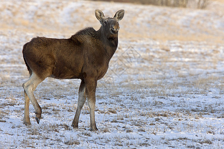 萨斯喀彻温常年驼鹿大草原季节野生动物哺乳动物动物图片