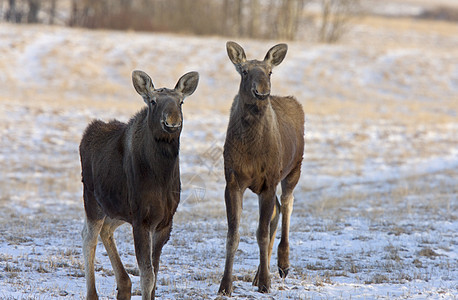 萨斯喀彻温常年季节野生动物大草原驼鹿动物哺乳动物图片