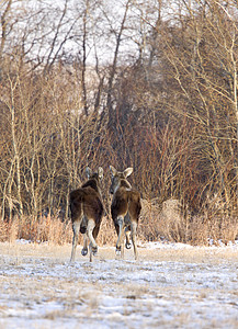 萨斯喀彻温大草原常年驼鹿季节哺乳动物野生动物动物图片
