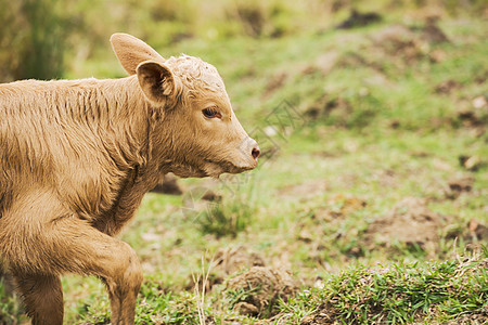 澳大利亚奶牛耳朵牛肉农场动物国家家畜农业眼睛哺乳动物乡村图片